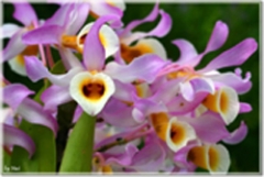 Dendrobium tortile (mounted)